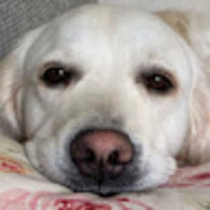 Meet your Posher, Anne